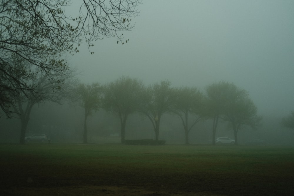 a foggy park with trees and a bench in the foreground