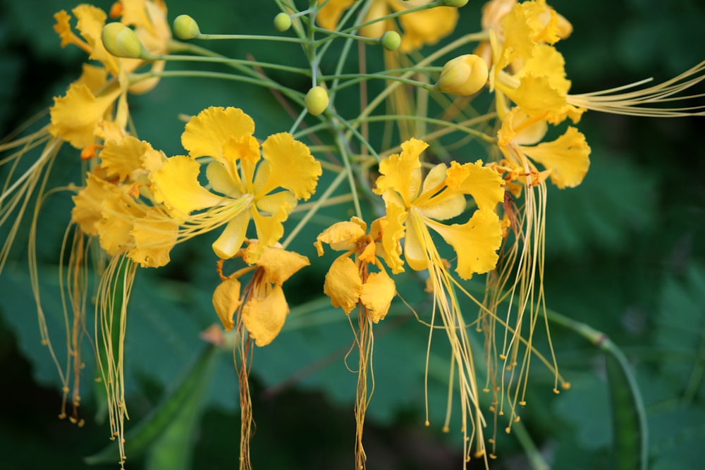 a close up of a bunch of yellow flowers