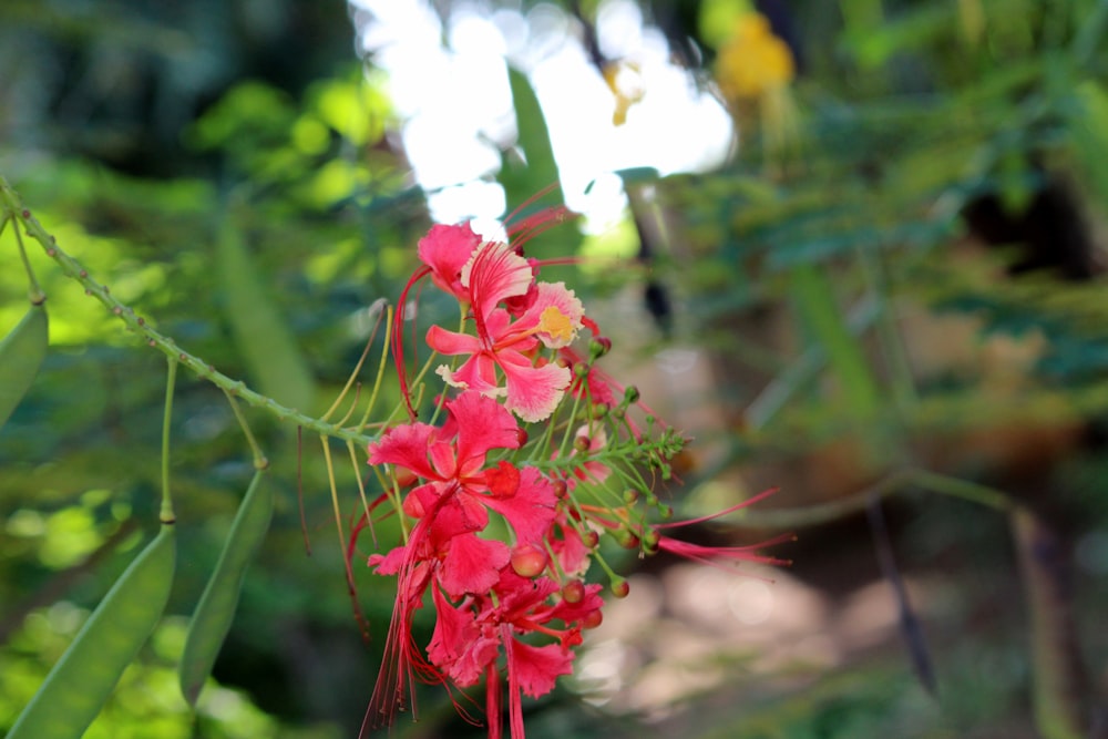 a close up of a red flower on a plant