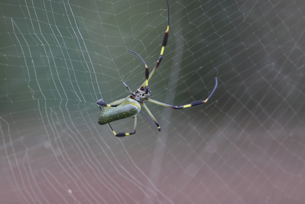 a yellow and black spider sitting on a web