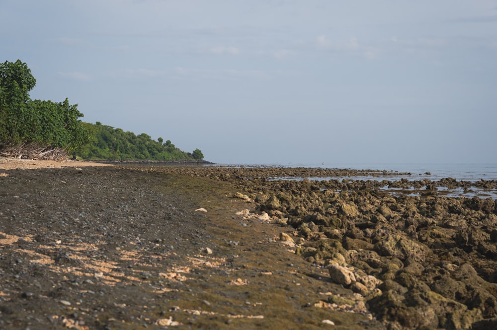 a rocky beach with trees and water in the background