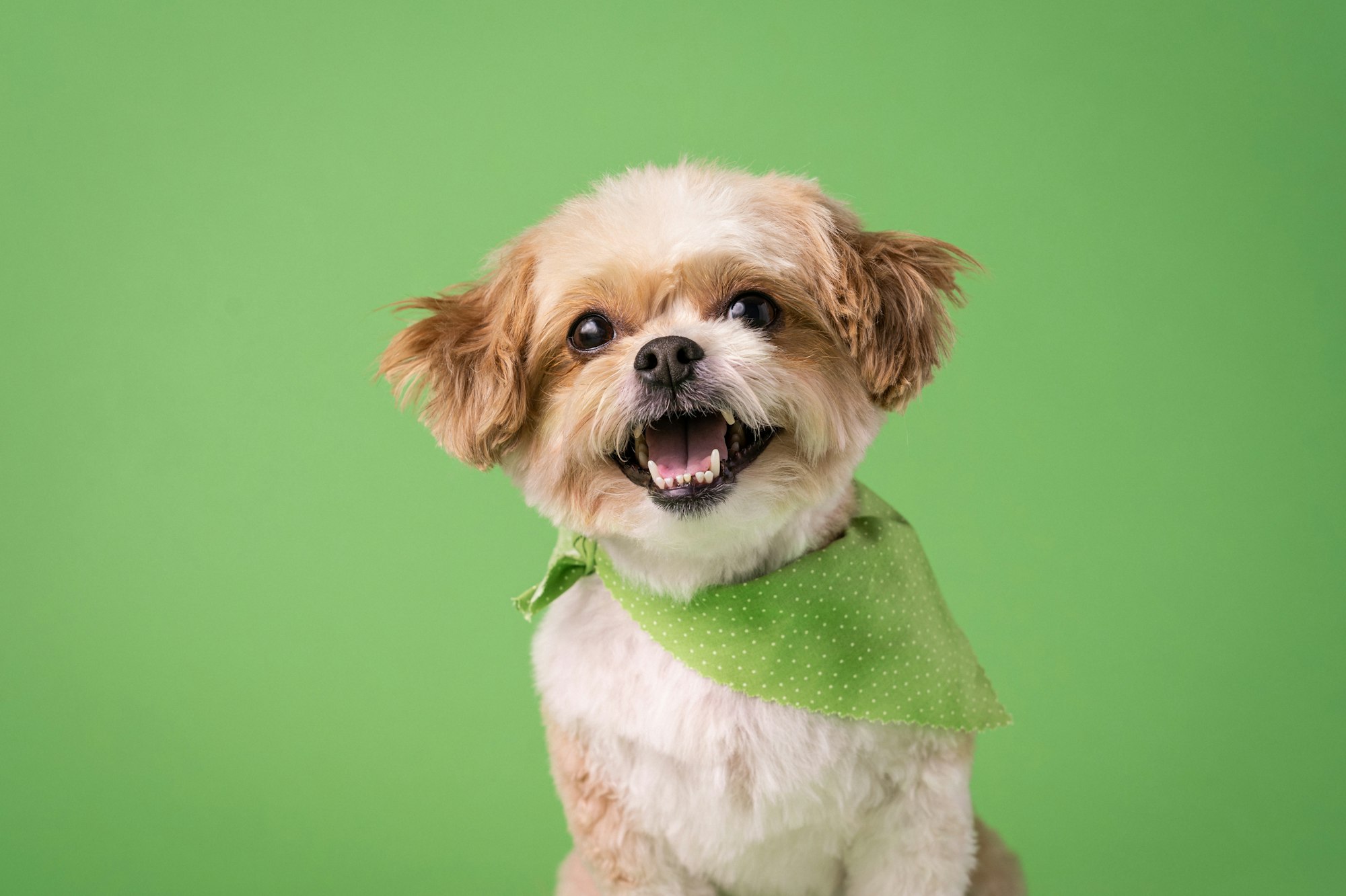 a small brown and white Shih Tzu dog wearing a green bandana