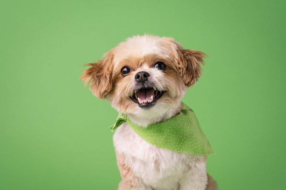 Un petit chien brun et blanc portant un bandana vert