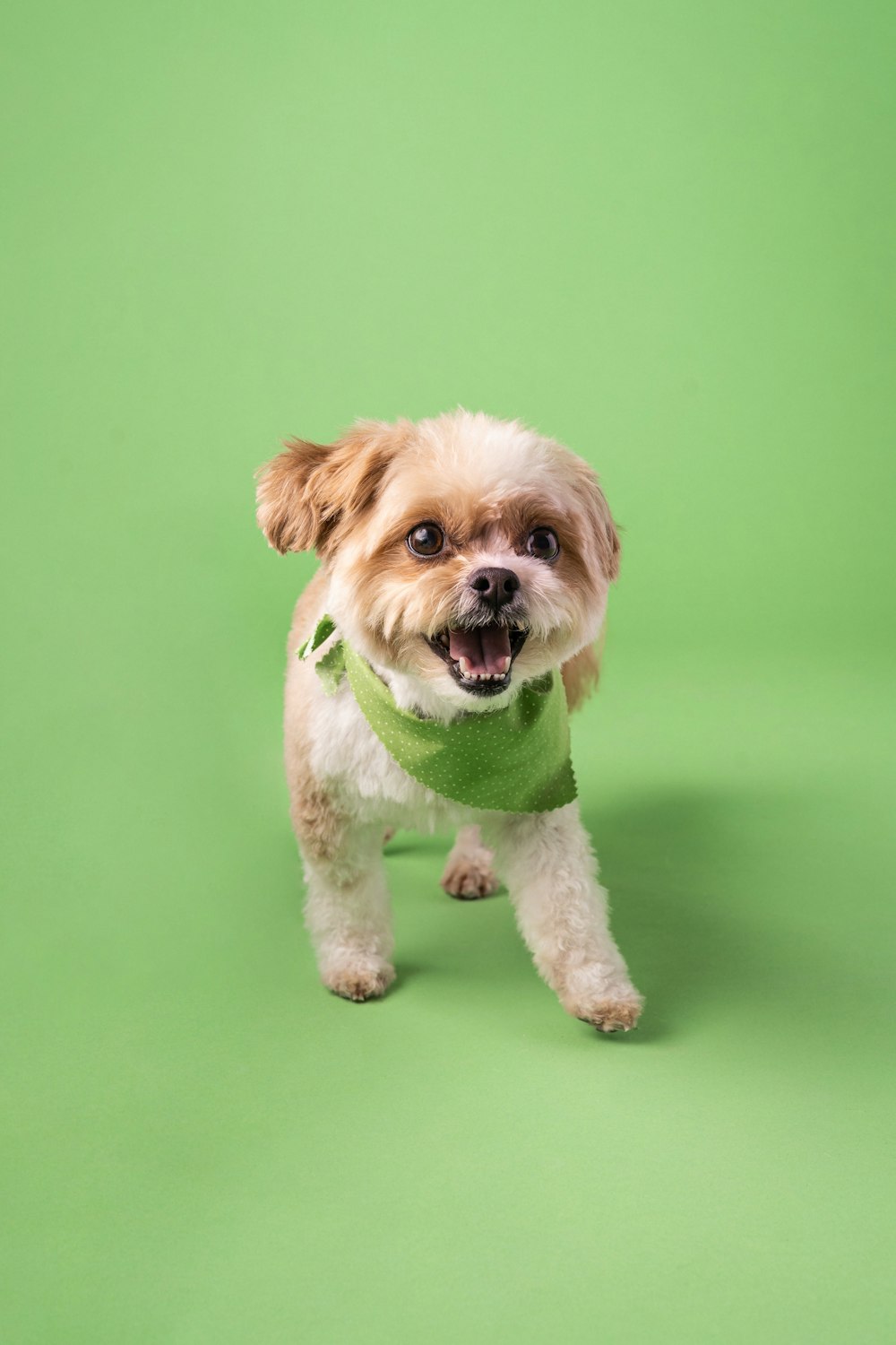 Un perro pequeño con una bufanda verde sobre un fondo verde