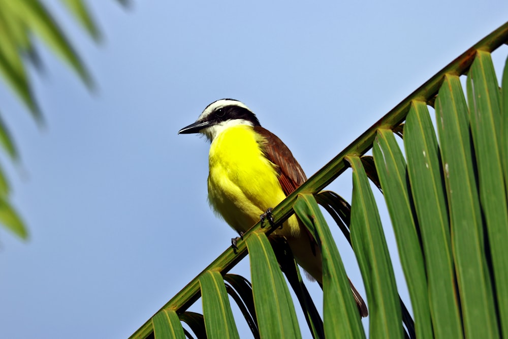 a bird is perched on a palm tree branch