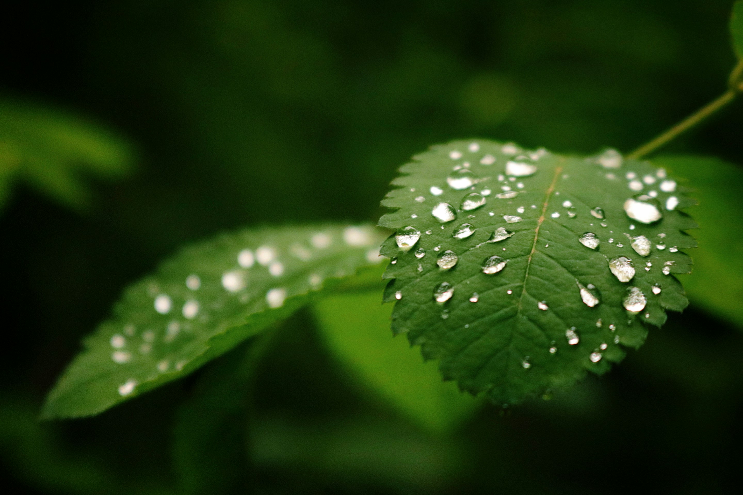 Photo by hesan_ajdadi