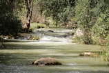 A serene river delta with lush greenery and flowing water.