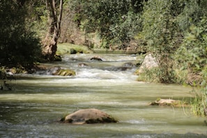 A peaceful riverside scene with smooth stones and gentle flowing water surrounded by lush greenery.
