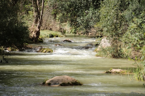 A serene river delta with lush greenery and flowing water.