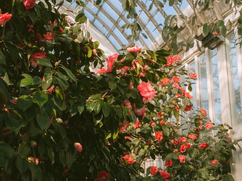 a greenhouse filled with lots of pink flowers