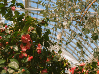 A green greenhouse warmed by geothermal energy under a bright sun.