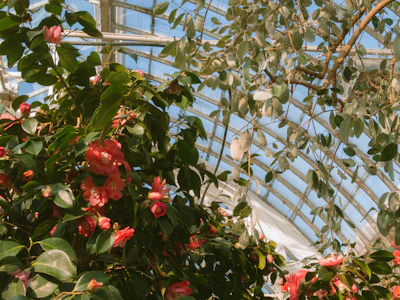 A green greenhouse warmed by geothermal energy under a bright sun.