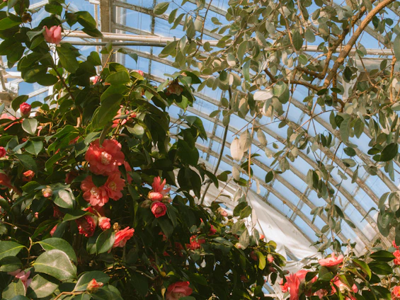 A sleek glass greenhouse bathed in morning light, surrounded by lush greenery and blooming flowers.