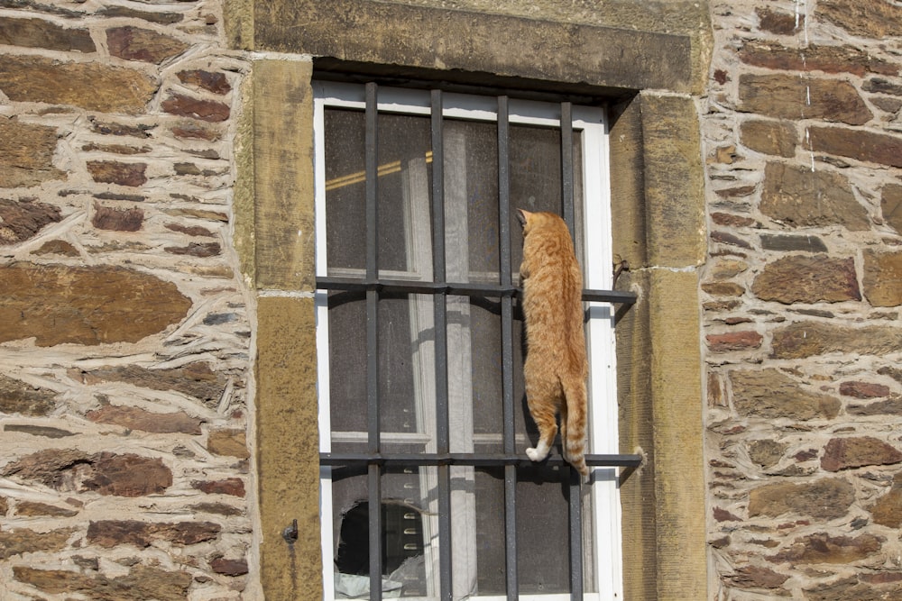 a cat that is standing on a window sill