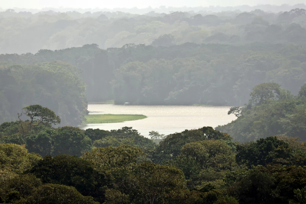 Canal navegable rodeado de densa vegetación tropical