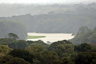 a body of water surrounded by lots of trees