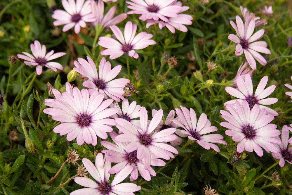 a close up of a bunch of pink flowers