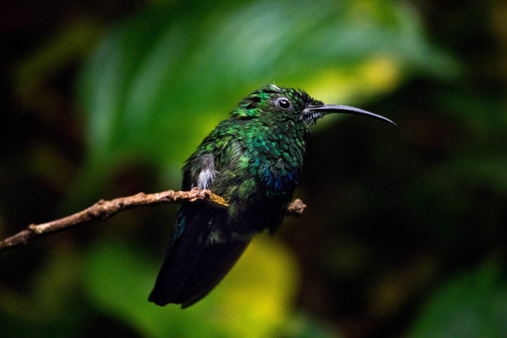 a small green bird sitting on a branch