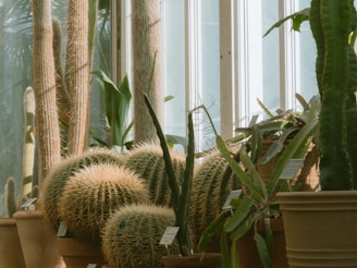 Several cacti and succulent plants are arranged in terracotta pots, placed against a background of large window panes allowing natural light to filter in. The cacti are varied in shape and size, some tall and columnar, others rounded with sharp spines. Some plant labels are visible, indicating a botanical or greenhouse setting.