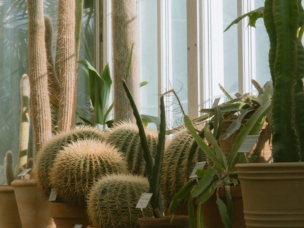 Several cacti and succulent plants are arranged in terracotta pots, placed against a background of large window panes allowing natural light to filter in. The cacti are varied in shape and size, some tall and columnar, others rounded with sharp spines. Some plant labels are visible, indicating a botanical or greenhouse setting.