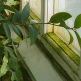 a window sill with a green plant in front of it