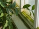a window sill with a green plant in front of it