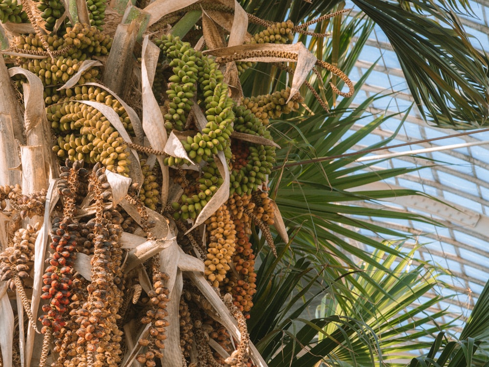 a bunch of fruit hanging from a palm tree