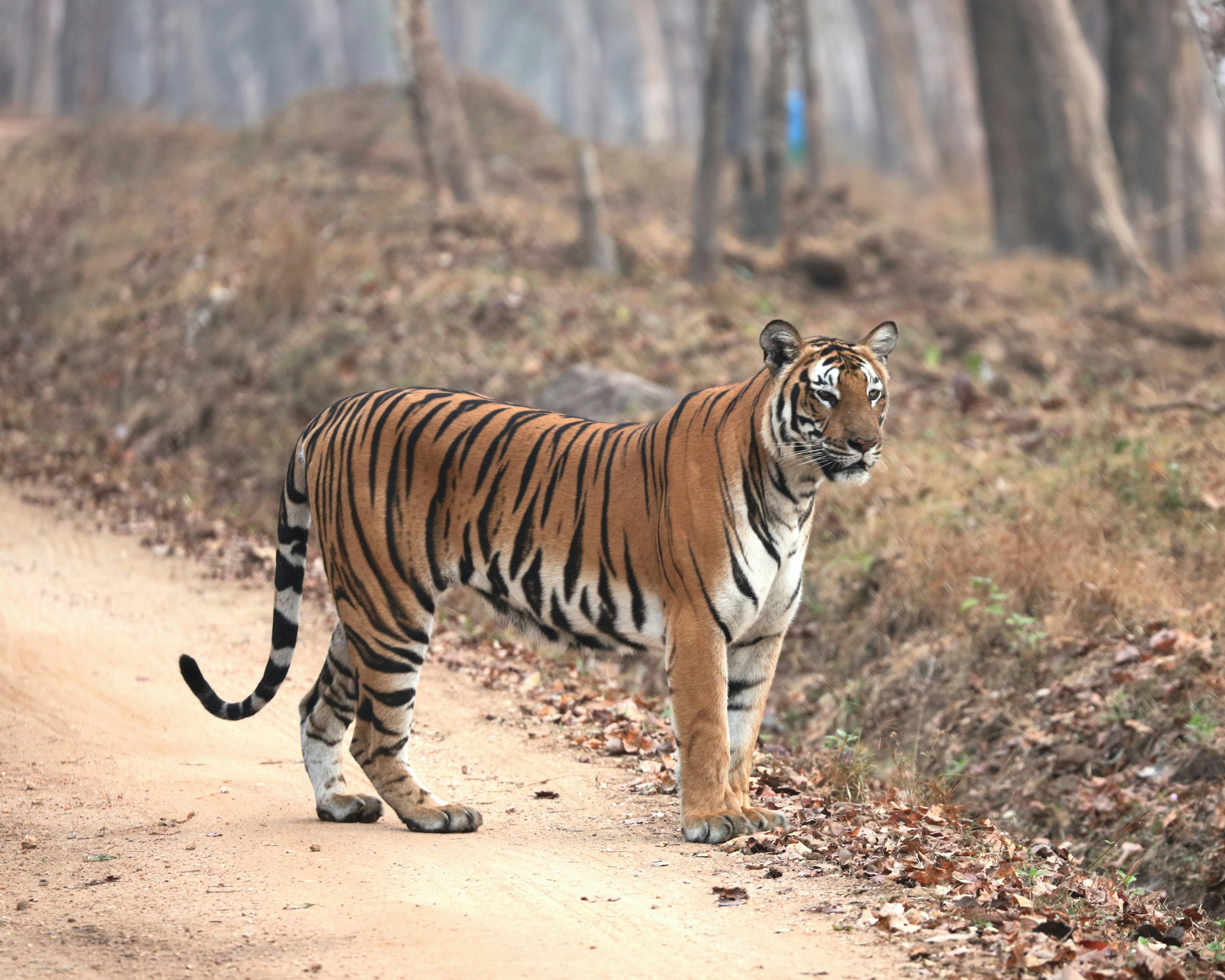 Photo by lakshmimn68