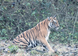 A majestic tiger is resting in a natural setting, surrounded by dense foliage and a variety of green plants. The tiger’s orange and black striped fur stands out against the muted woodland background. Its body is positioned sideways with an attentive gaze looking forward, conveying a sense of alertness.