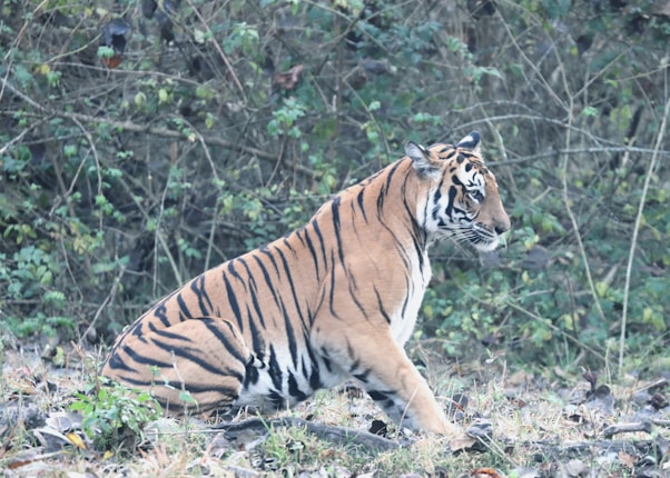 A majestic tiger is resting in a natural setting, surrounded by dense foliage and a variety of green plants. The tiger&rsquo;s orange and black striped fur stands out against the muted woodland background. Its body is positioned sideways with an attentive gaze looking forward, conveying a sense of alertness.