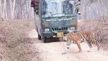 A Bengal tiger crosses a dirt road in front of a green safari vehicle in a forest setting. The vehicle has several people inside, some leaning out for a better view. The surrounding area is filled with bare trees and dry leaves, suggesting it is winter or early spring.