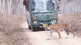 A Bengal tiger crosses a dirt road in front of a green safari vehicle in a forest setting. The vehicle has several people inside, some leaning out for a better view. The surrounding area is filled with bare trees and dry leaves, suggesting it is winter or early spring.