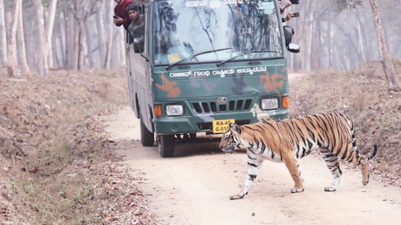 A Bengal tiger crosses a dirt road in front of a green safari vehicle in a forest setting. The vehicle has several people inside, some leaning out for a better view. The surrounding area is filled with bare trees and dry leaves, suggesting it is winter or early spring.