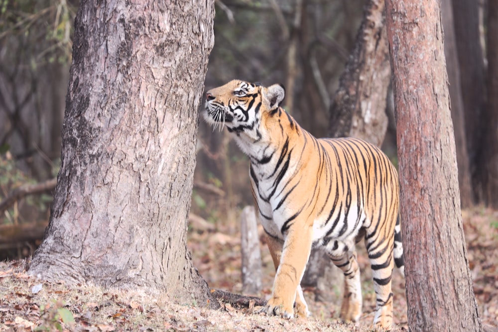 a tiger standing next to a tree in a forest