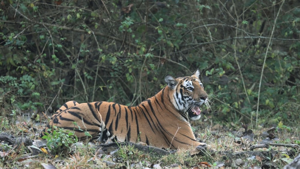 a tiger laying in the grass with its mouth open