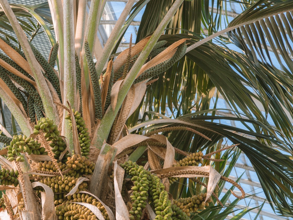 a palm tree with a bunch of fruit hanging from it