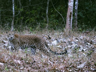 A leopard with a golden-yellow coat covered in black rosette spots stands amidst dry grass and fallen leaves. The background features dense green foliage and a couple of tree trunks. The leopard is looking slightly to the left, blending well with the natural environment.