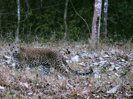 A leopard with a golden-yellow coat covered in black rosette spots stands amidst dry grass and fallen leaves. The background features dense green foliage and a couple of tree trunks. The leopard is looking slightly to the left, blending well with the natural environment.