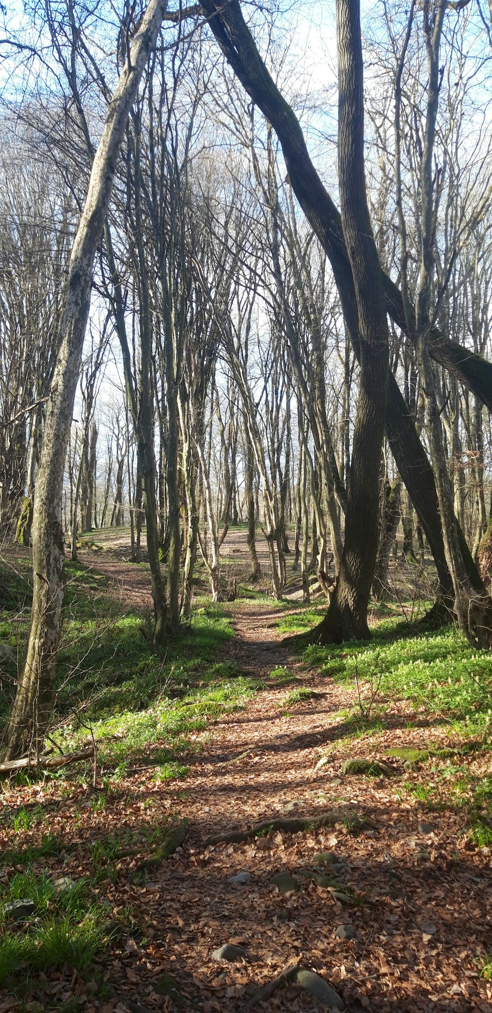 a path through a forest with lots of trees