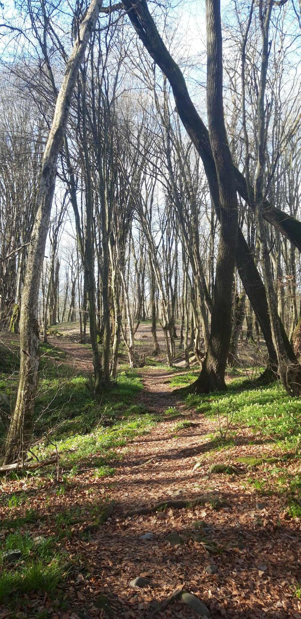 Ein Weg durch einen Wald mit vielen Bäumen