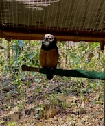An owl is perched on a branch inside an enclosure, with a wired mesh visible. The background features green foliage and sunlight filtering through, with shadows casting onto the ground.