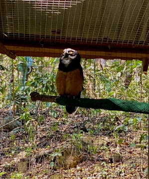 An owl is perched on a branch inside an enclosure, with a wired mesh visible. The background features green foliage and sunlight filtering through, with shadows casting onto the ground.