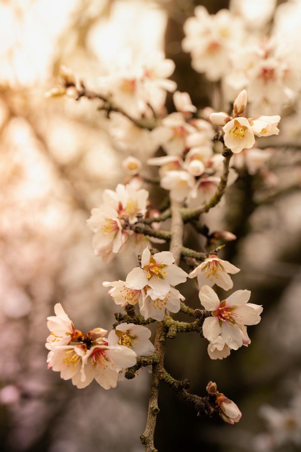 a close up of a tree with white flowers