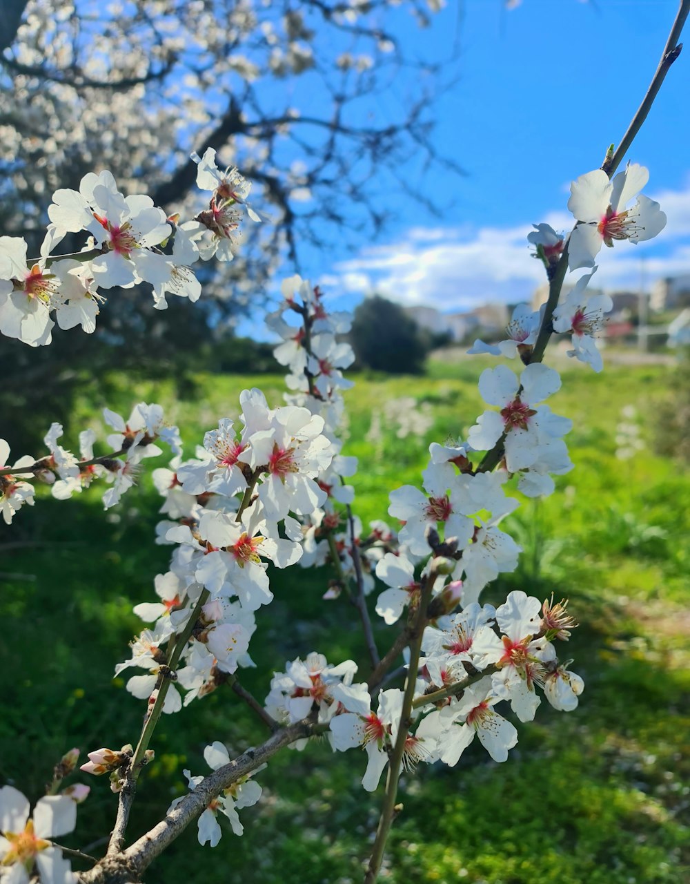 a tree with white flowers in a grassy field