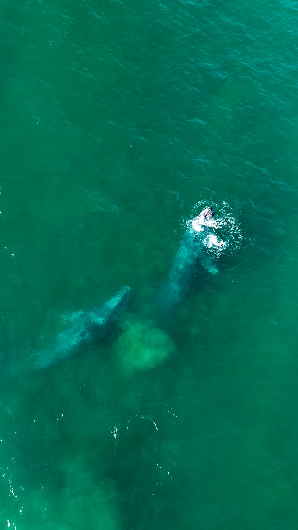 a couple of people swimming in the ocean