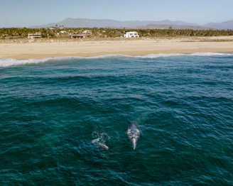 a couple of dolphins swimming in the ocean