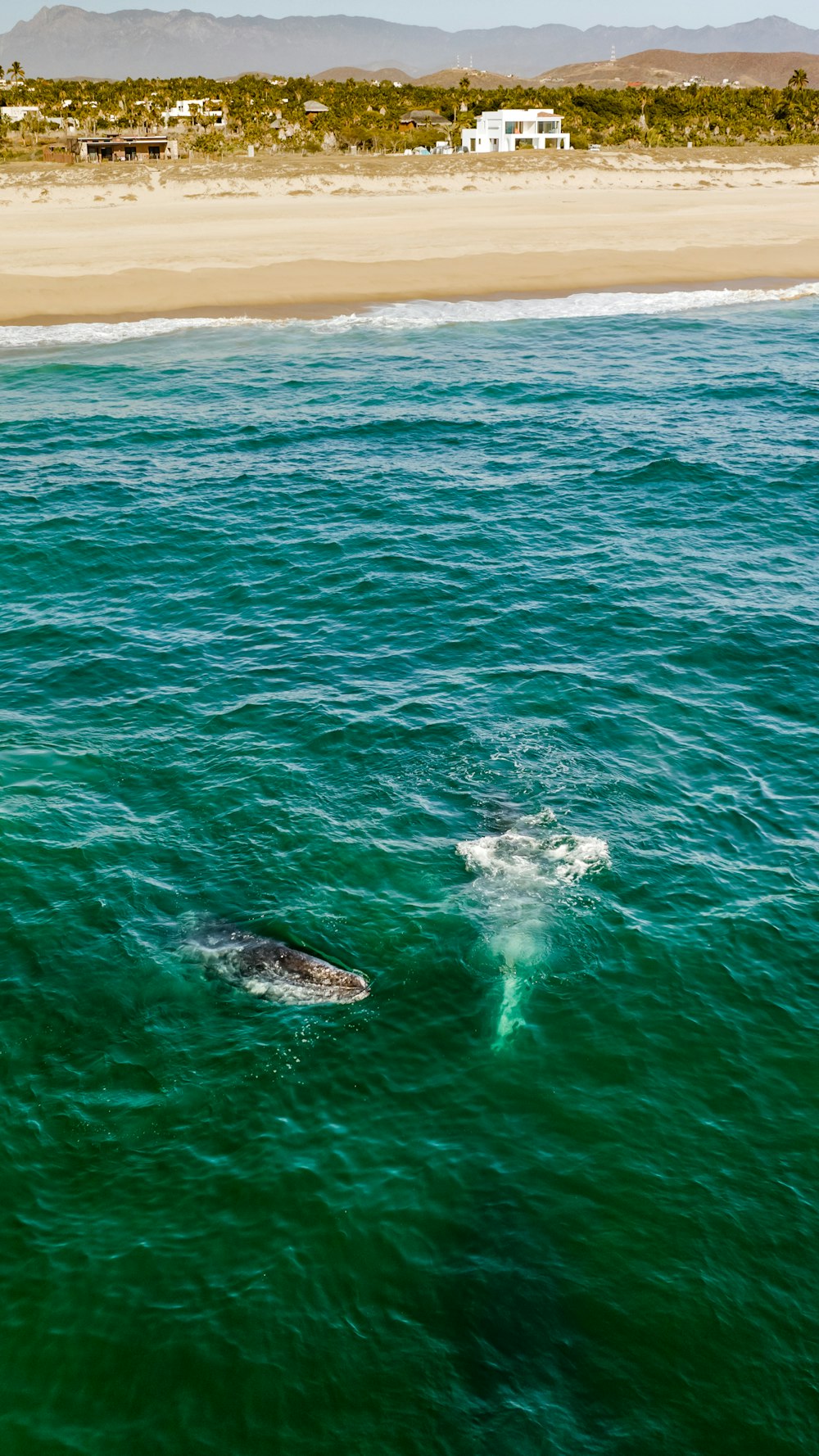 a couple of dolphins swimming in the ocean