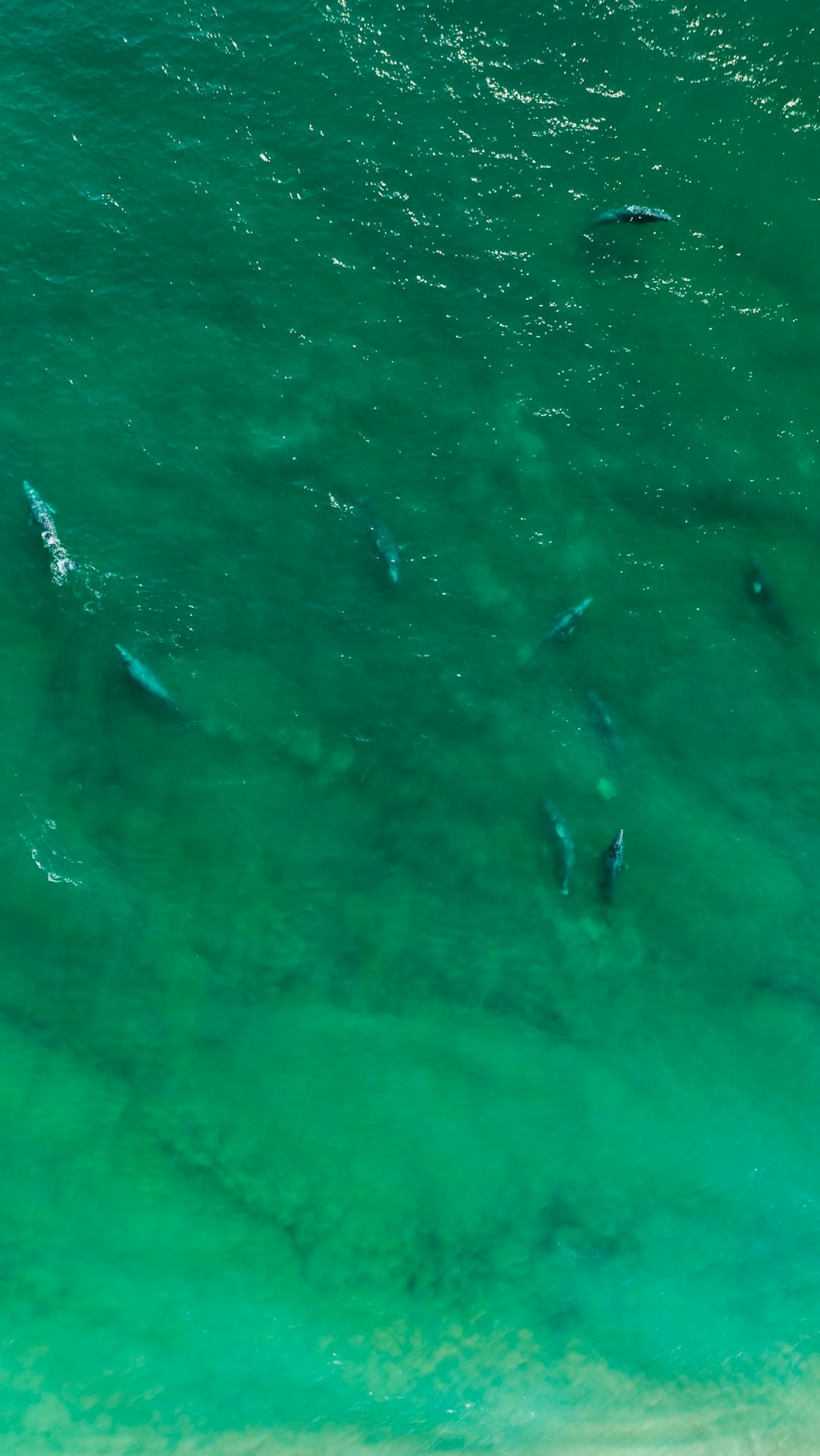 a group of fish swimming in the ocean