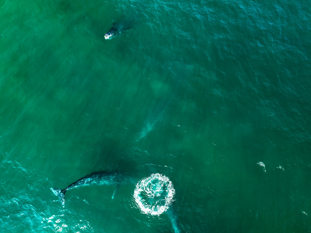 two surfers in the ocean with their surfboards