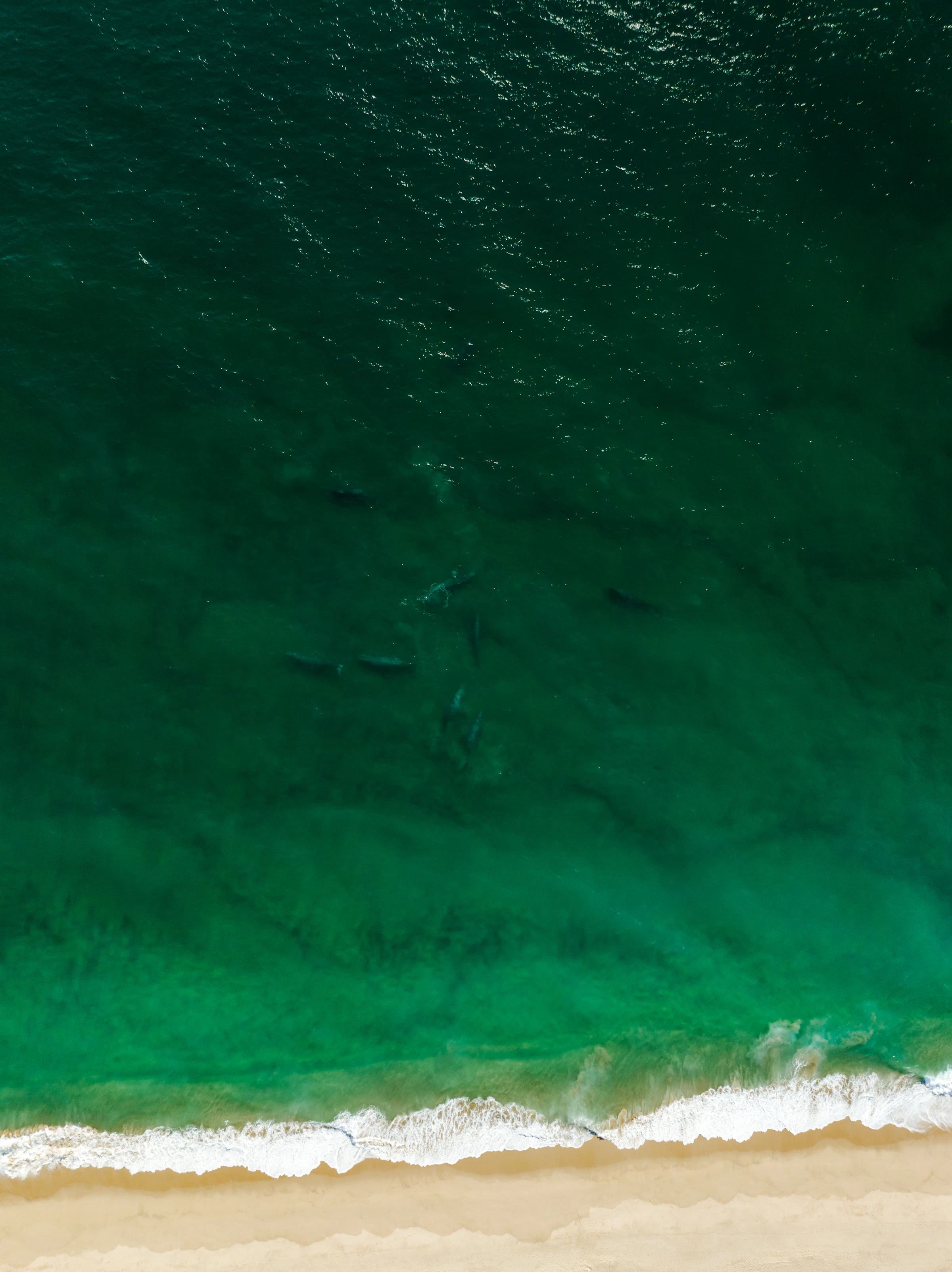 Surfers in the lineup at Cerritos Beach, Baja California Sur
